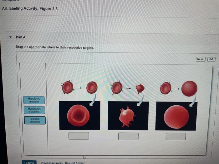 Art labeling activity figure 12.11 a