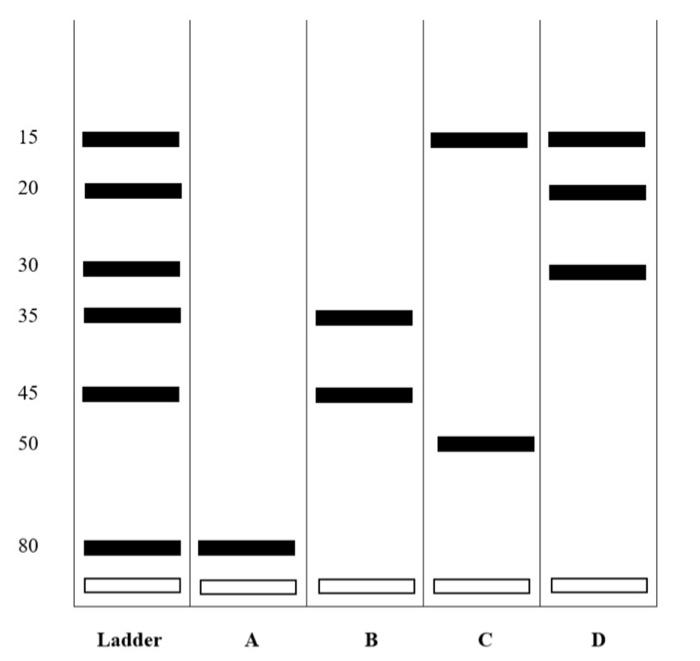 Gel electrophoresis of dyes lab answers