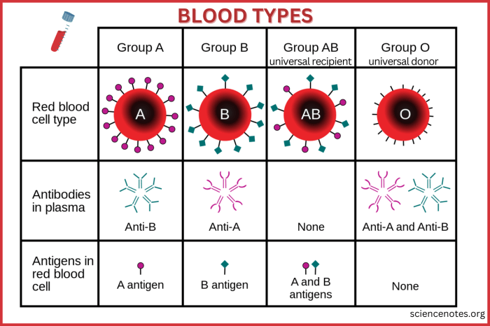 Blood typing and transfusion worksheet