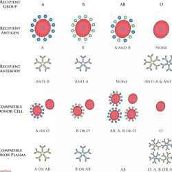 Blood typing and transfusion worksheet