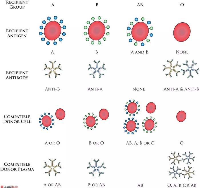 Blood typing and transfusion worksheet