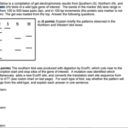 Gel electrophoresis of dyes lab answers