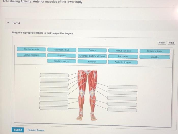 Art-labeling activity anterior muscles of the lower body