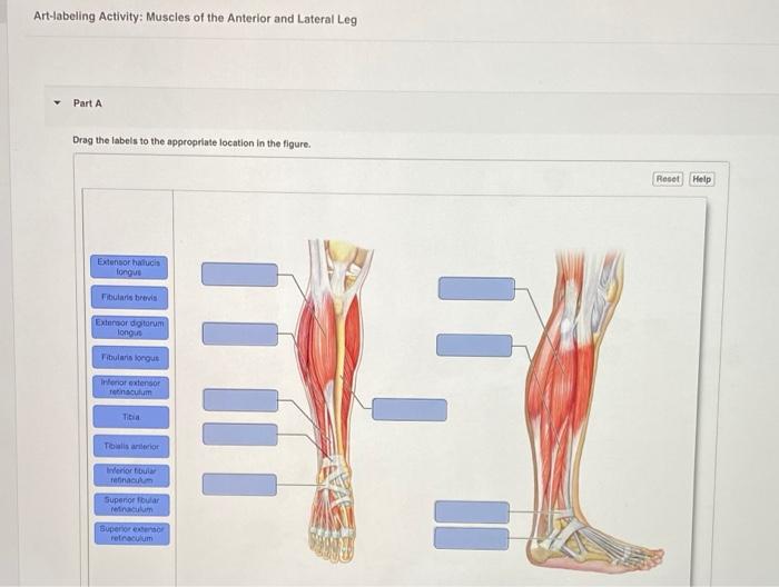 Muscles labeled muscular labelled labeling skeletal physiology diagrams fitness charisse