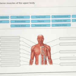 Muscles anterior posterior anatomy muscular system skeletal overview body labeled physiology figure superficial naming human views major top