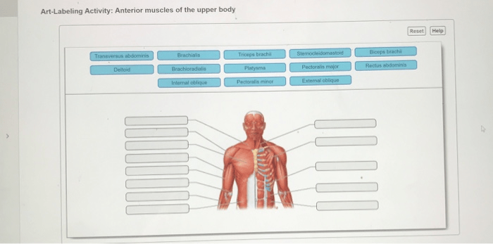 Muscles anterior posterior anatomy muscular system skeletal overview body labeled physiology figure superficial naming human views major top