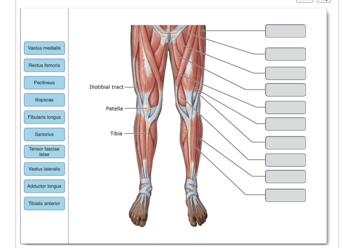 Art-labeling activity anterior muscles of the lower body